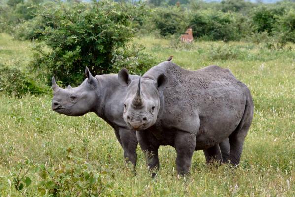 Lukimbi Safari Lodge - 158353