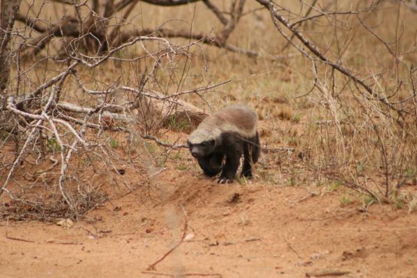 Lukimbi Safari Lodge - 158354