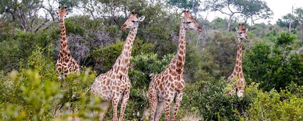 Idube Game Reserve - 158370