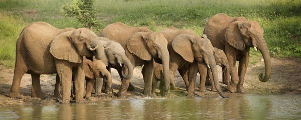 Idube Game Reserve - 158378