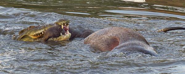 Idube Game Reserve - 158382