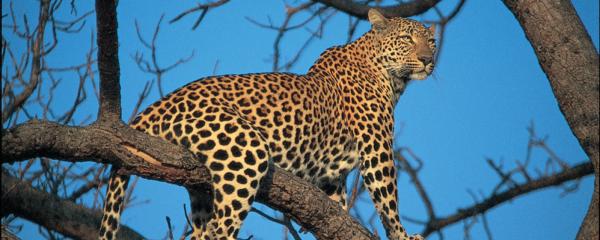 Idube Game Reserve - 158385