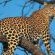 Idube Game Reserve - 158385