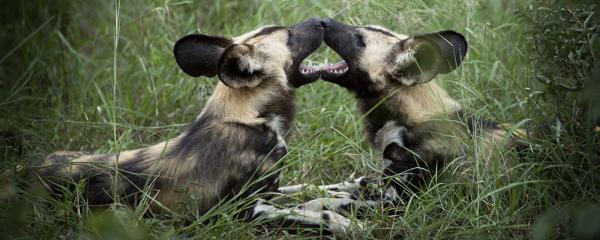 Idube Game Reserve - 158386