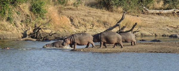 Idube Game Reserve - 158390