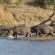 Idube Game Reserve - 158390
