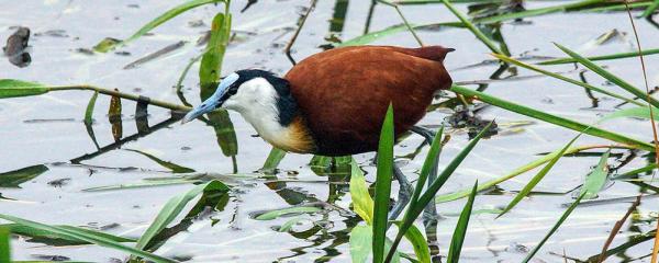 Idube Game Reserve - 158396