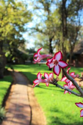 Lodge Grounds