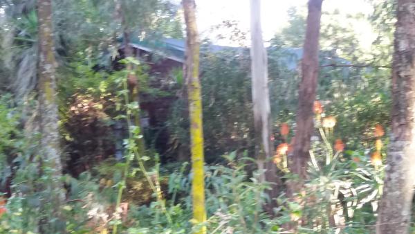 Woodlands and shrubbery between all cottages