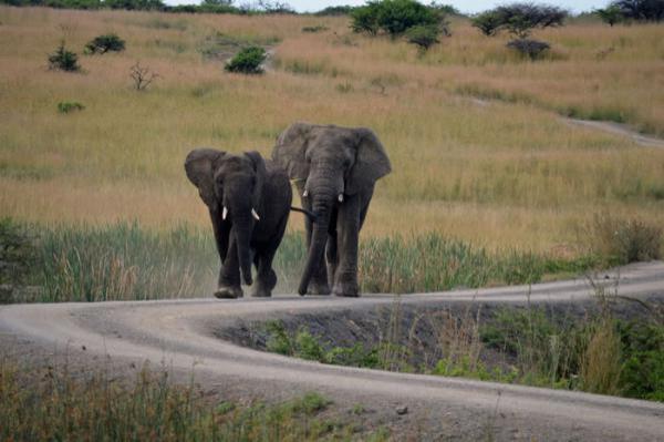 Nambiti Big 5 Private Game Reserve - 159142