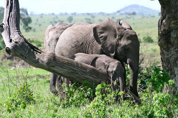 Nambiti Big 5 Private Game Reserve - 159152