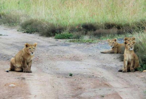 Nambiti Big 5 Private Game Reserve - 159154