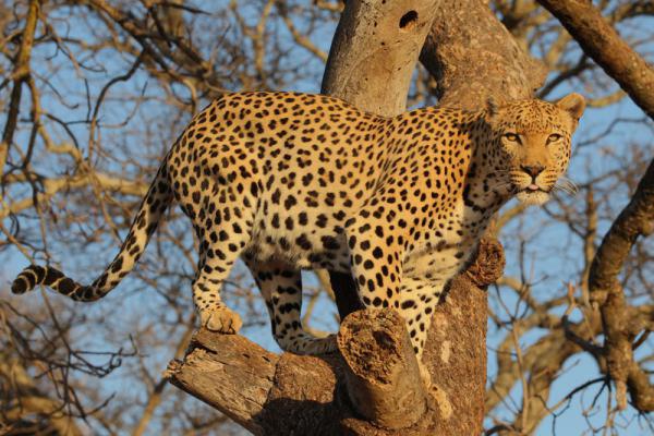 Nambiti Big 5 Private Game Reserve - 159160