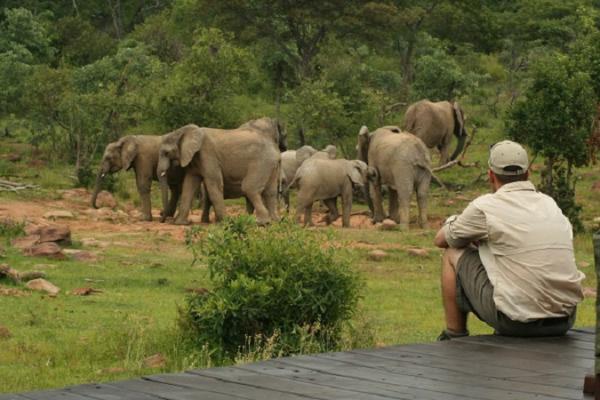 Makweti Safari Lodge - 159914