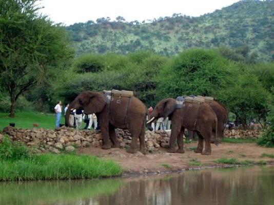 Elephant Back Safari