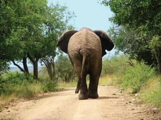 Go Interact With Elephants