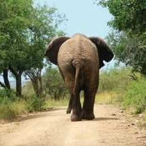 Go Interact With Elephants
