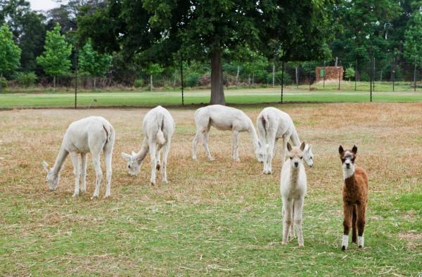 Ambers & Grace Guest Farm - 162153