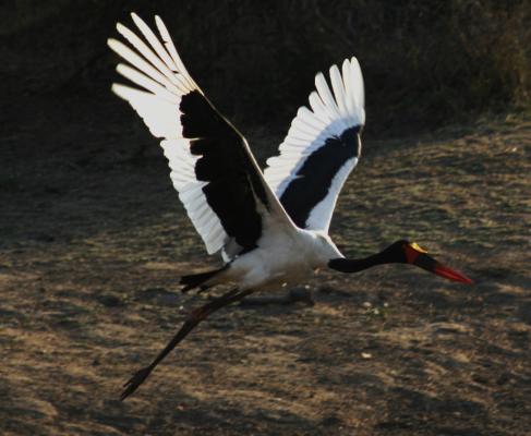 Tshukudu Bush Camp - 162425