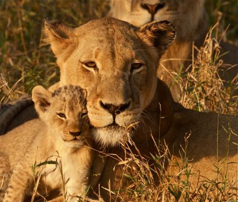 Tshukudu Bush Camp - 162427