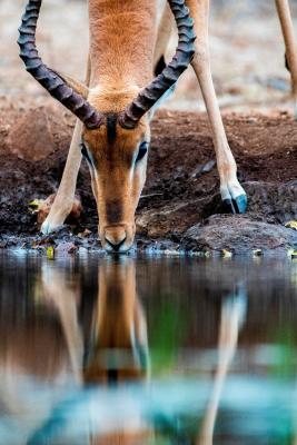 Antares Bush Camp & Safaris - 162928