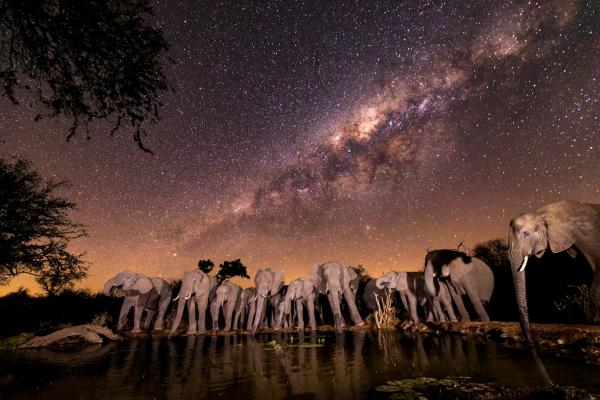 Antares Bush Camp & Safaris - 162948