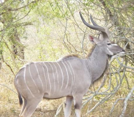 Kruger Park