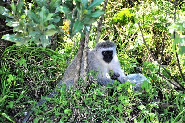 Viewpoint Lodge & Safari Tours - 165141