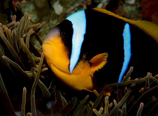 Snorkelling