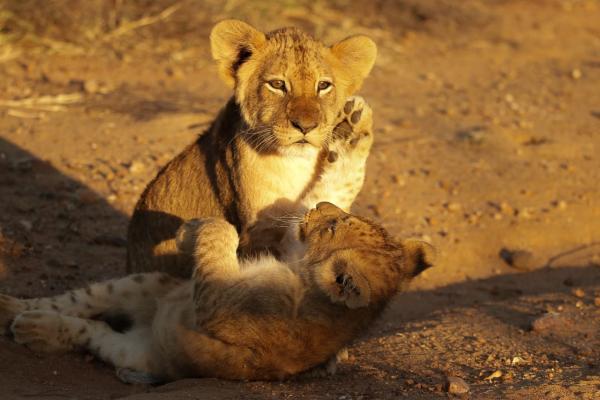 Jabulani Safari - 166398