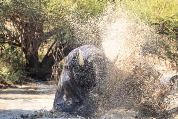 Jabulani Safari - 166399