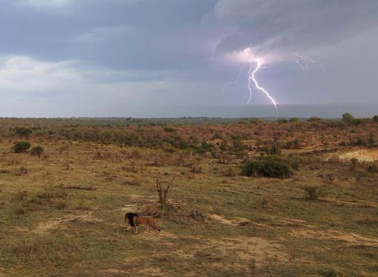 Jabulani Safari - 166402