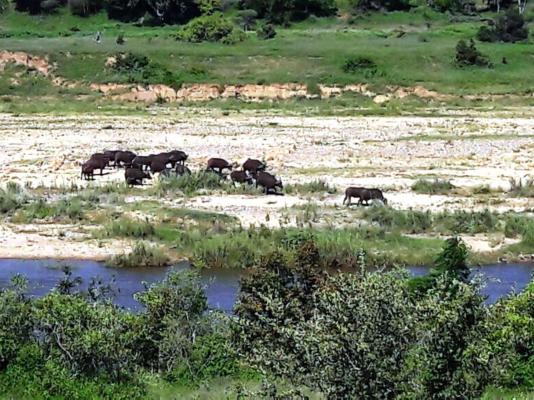 Bona Ngwenya Lodge - 166631