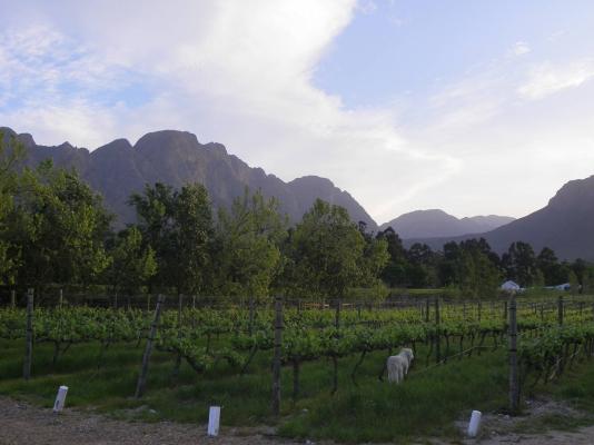 Rose Cottages - Franschhoek - 167240