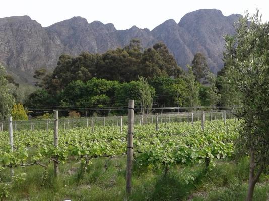 Rose Cottages - Franschhoek - 167241