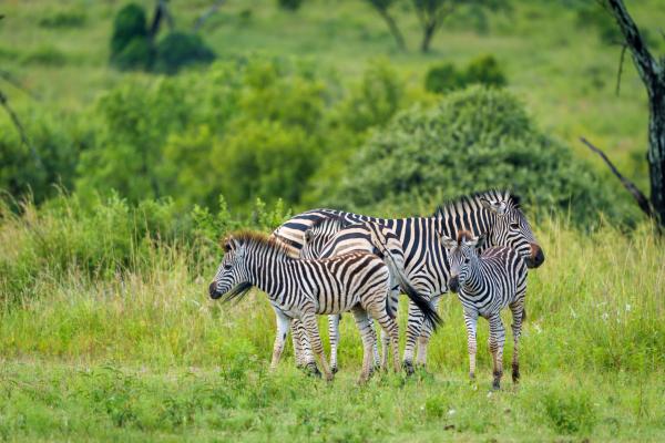 Zebras Crossing Boutique Lodge - 167401