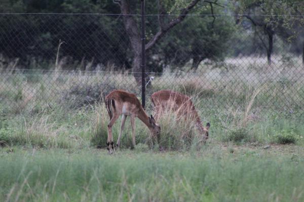 Pilanesberg Game Reserve and Surrounds  - 167482