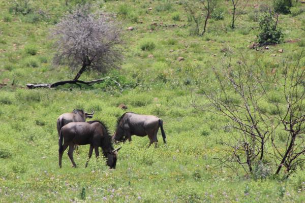 Pilanesberg Game Reserve and Surrounds  - 167483