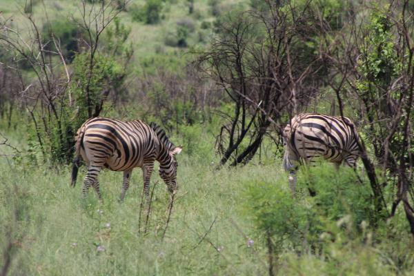 Pilanesberg Game Reserve and Surrounds  - 167484