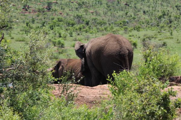 Pilanesberg Game Reserve and Surrounds  - 167485