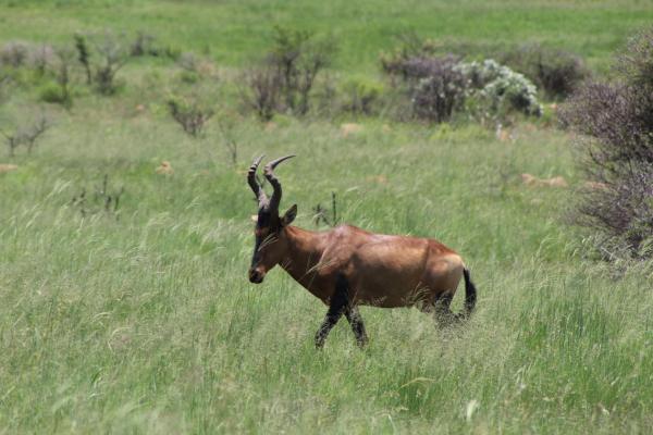 Pilanesberg Game Reserve and Surrounds  - 167487