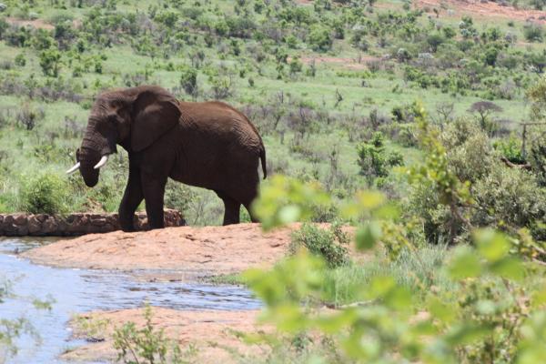 Pilanesberg Game Reserve and Surrounds  - 167488