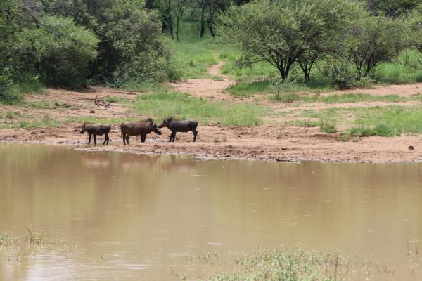 Pilanesberg Game Reserve and Surrounds  - 167489