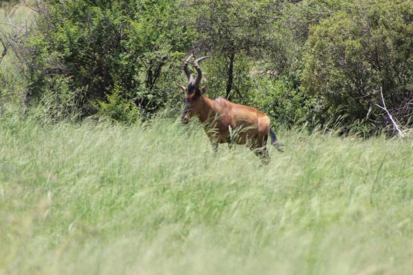 Pilanesberg Game Reserve and Surrounds  - 167490