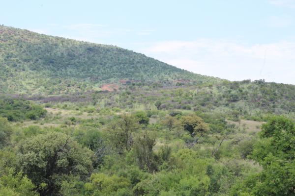Pilanesberg Game Reserve and Surrounds  - 167491