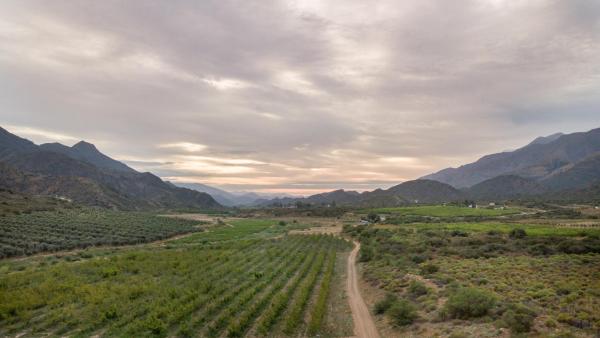 Apricot Orchards on the farm