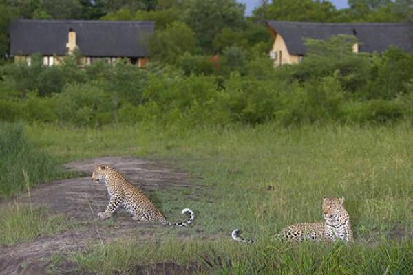 Elephant Plains Game Lodge