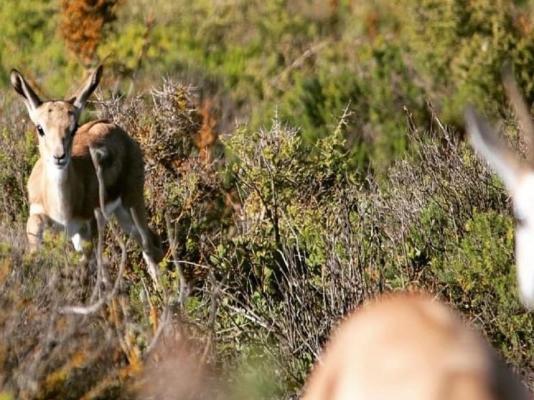 Draaihoek Lodge & Restaurant - 170442