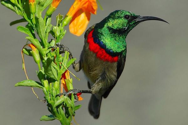 Grootbos Private Nature Reserve - 170608