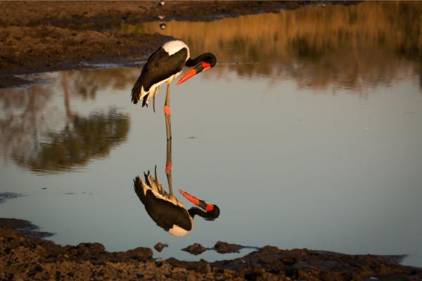 Savanna Private Game Reserve - 171396